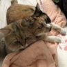 金ちゃん&桃