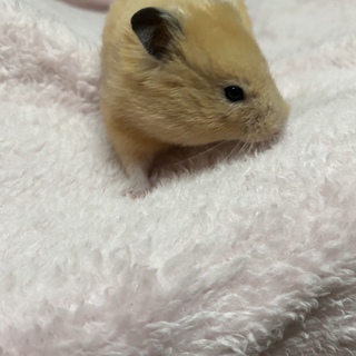 急募！ハムスターの里親募集！！