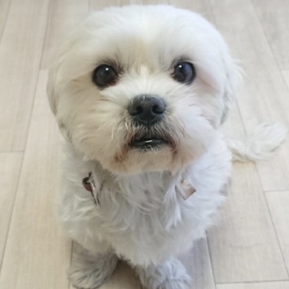 シーズーmixの男の子ロト君