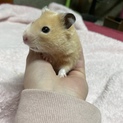 急募！ハムスターの里親募集。