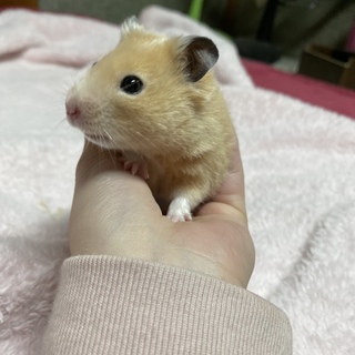 急募！ハムスターの里親募集。