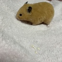 急募！キンクマハムスターの里親募集！！