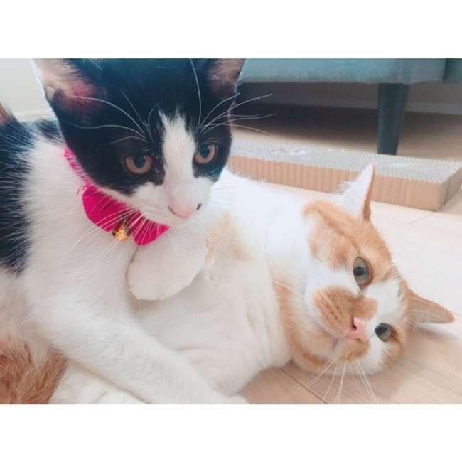 Mizuki1004のカバー写真