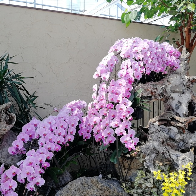 よっし～♪のカバー写真