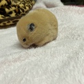 急募！ハムスターの里親募集ー