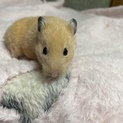 急募！キンクマハムスターの里親募集！