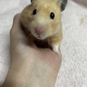 急募！ハムスター里親募集！