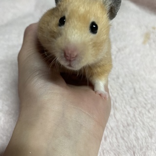 急募！ハムスター里親募集！