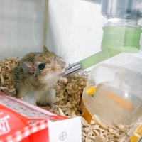 まっちゃ
