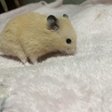 急募！ハムスターの里親募集！