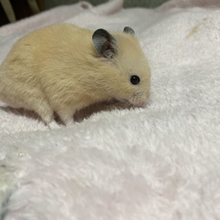急募！ハムスターの里親募集！