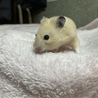 急募！ハムスターの里親募集！ サムネイル2