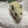 急募！ハムスターの里親募集！ サムネイル3