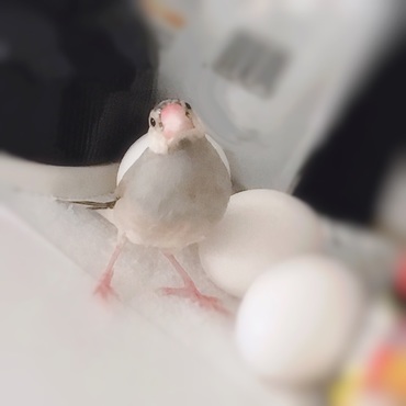 まだちっちゃい時のわさびちゃん。卵からうまれたみたいw(*´艸｀)