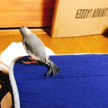 尾羽が曲がっててかわいかったわかめちゃんwこの後水浴びにて尾羽が真っ直ぐに戻った様w