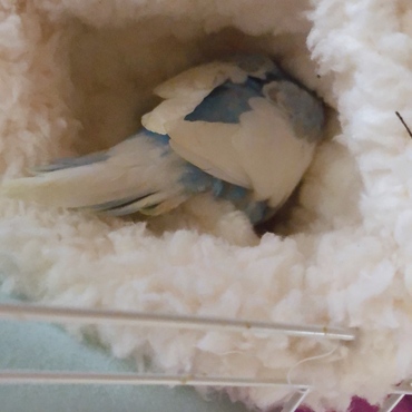 潜りんちょ( - ө - )