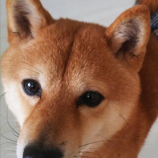 小さくて性格の良いリュウです。