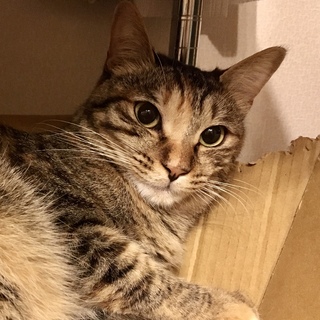 クールデレな女の子・ムギちゃん＊3歳