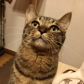 繊細で甘えんぼのキジトラボーイ・ユキちゃん＊3歳