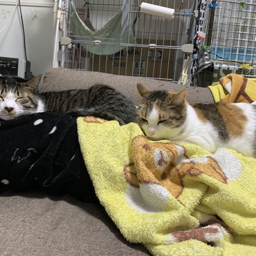 飼い主の上でぬくぬく