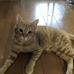 ねこの譲渡会@喫茶YAOMON サムネイル2