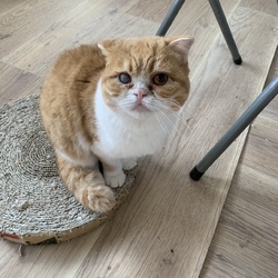 ねこの譲渡会@喫茶YAOMON サムネイル3