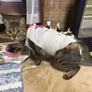 キジトラ3歳手術済　里親募集終了!!