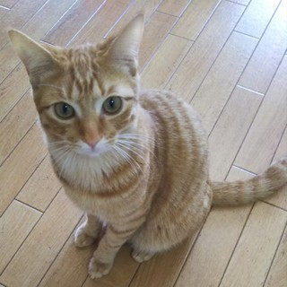 募集終了:先住猫さんがいるおうちが良いちゃりくん