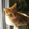 募集終了:先住猫さんがいるおうちが良いちゃりくん サムネイル6