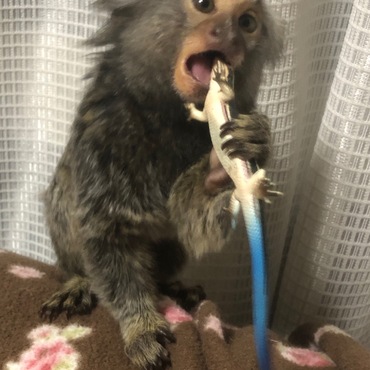 オモチャのトカゲさんと戯れる