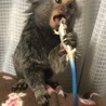 オモチャのトカゲさんと戯れる