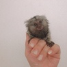 まだ　我が家に来て間も無い頃のレモンちゃん