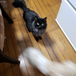 もふもふ鍵尻尾の黒猫くん　写真更新しました。