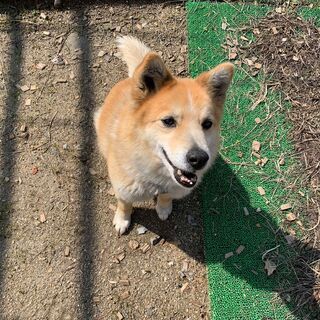 可愛い男の子エル君！家族を待っています。