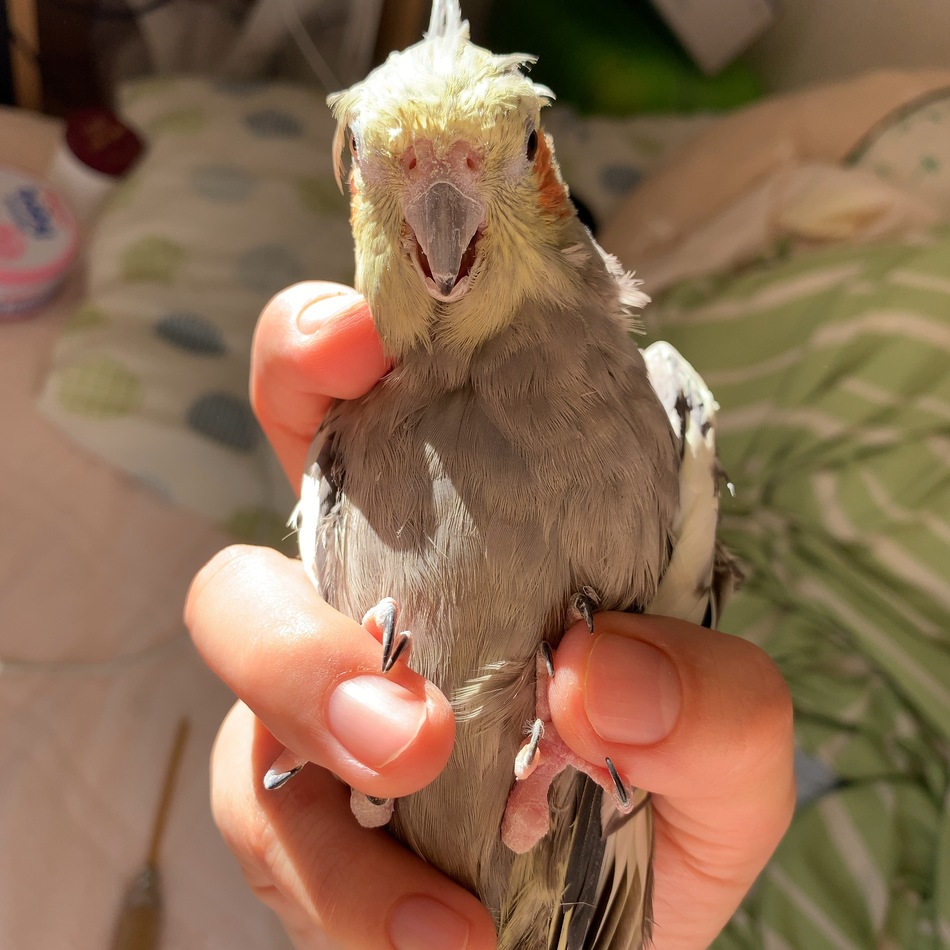 みっきーのカバー写真