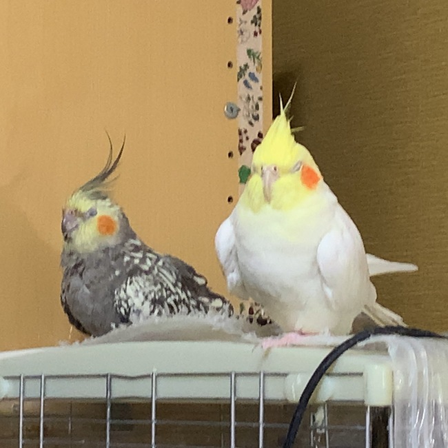いとありのカバー写真