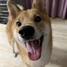 しいいなな