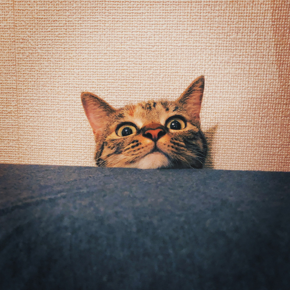 マーフィーのカバー写真