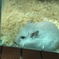 パールホワイトハムちゃんです