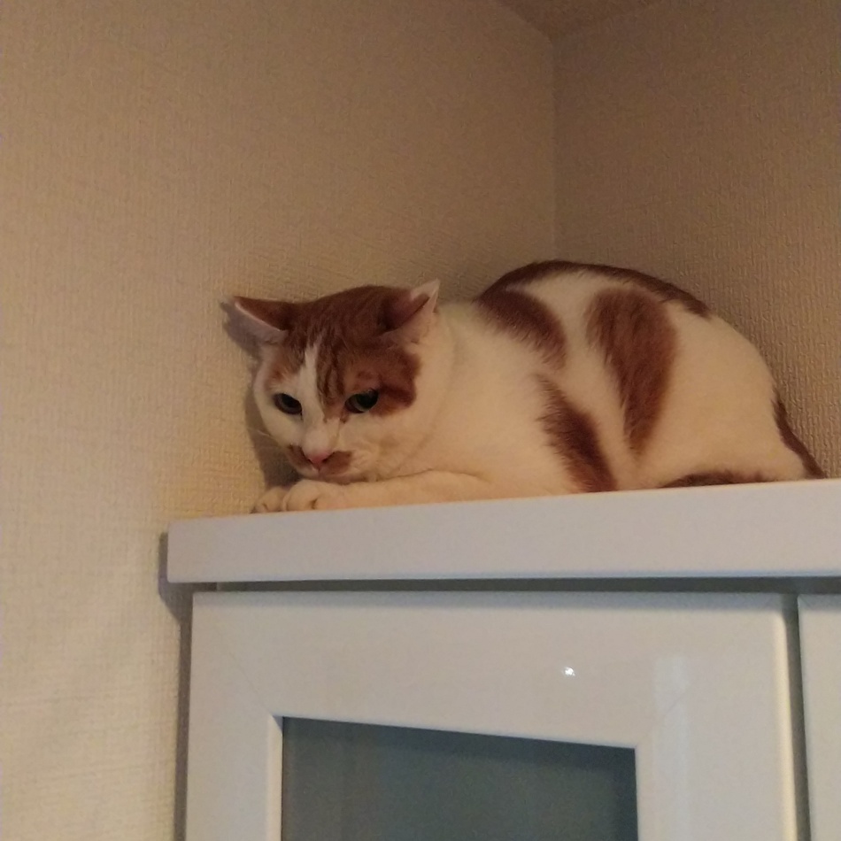 おかきのカバー写真