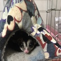 フクロモモンガの里親募集