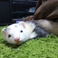 琥白（こはく）