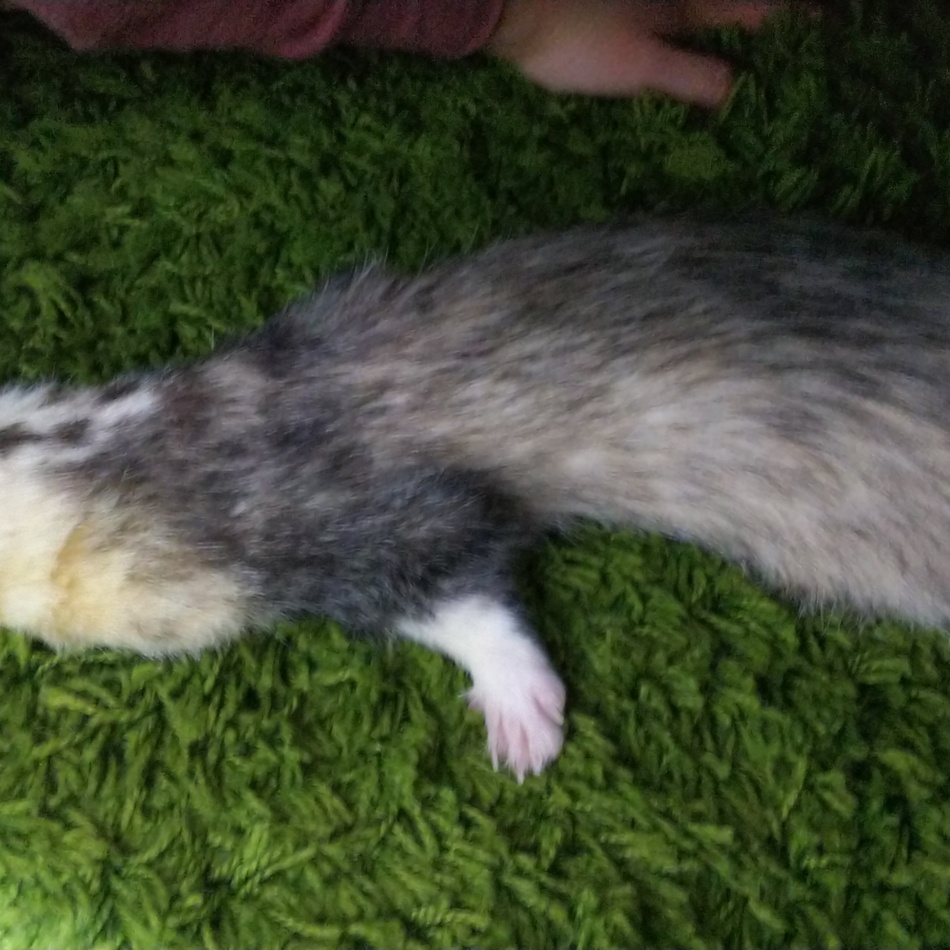 琥白（こはく）のカバー写真