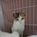 人見知りしない人懐っこいおとなしめな三毛