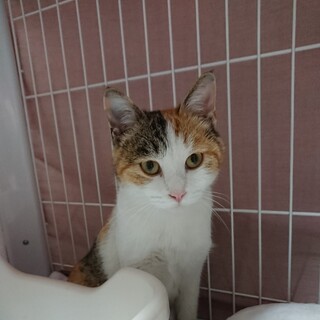 人見知りしない人懐っこいおとなしめな三毛