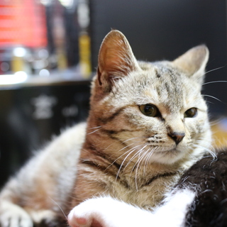 不器用で可愛いキジトラ女子シマちゃん＊FIV+