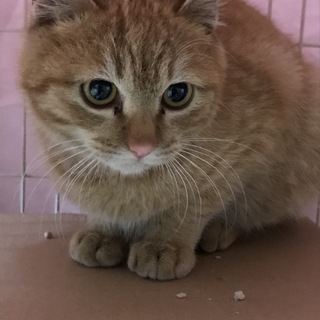 ふわふわなうぶ毛♪まん丸お顔のあさひ♪