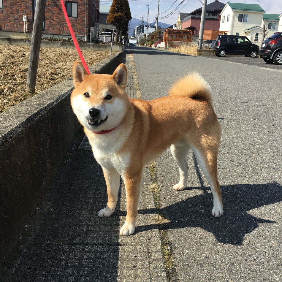 まりゅのカバー写真