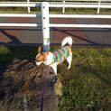 ミックス犬　里親募集