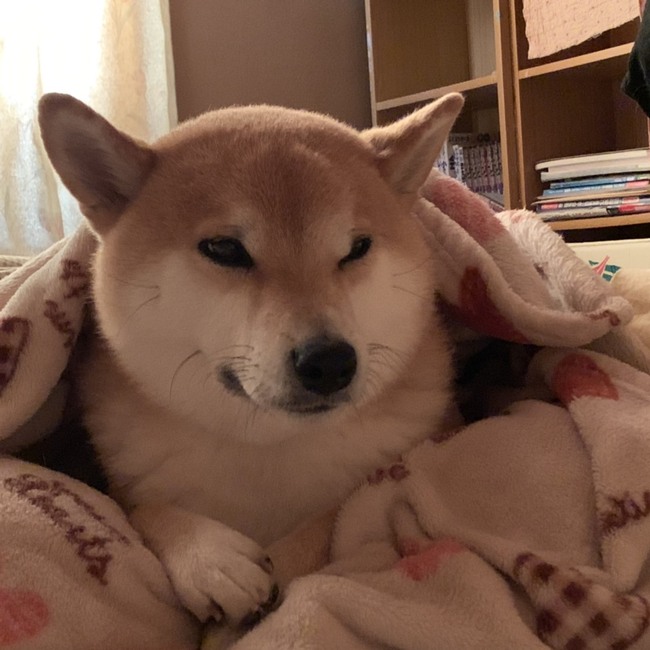 あーちゃんぬのカバー写真